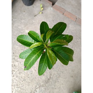 Bầu cây Xoài Úc - Hàng ghép