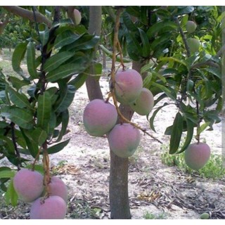 Bầu cây Xoài Úc - Hàng ghép