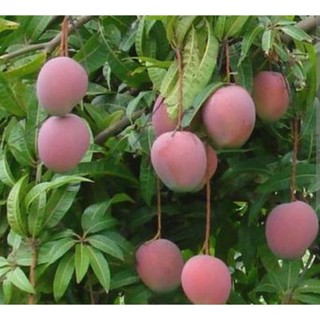 Bầu cây Xoài Úc - Hàng ghép