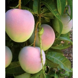 Bầu cây Xoài Úc - Hàng ghép