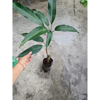 Cây Giống Xoài Tượng - Hàng Ghép