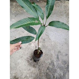 Cây Giống Xoài Tượng - Hàng Ghép