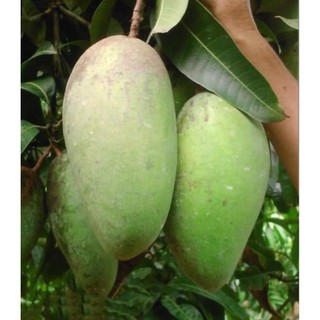 Cây Giống Xoài Tượng - Hàng Ghép