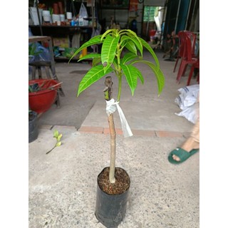 Bầu cây Xoài Úc - Hàng ghép