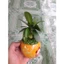 Cây May Mắn - chậu cây cảnh mini để bàn