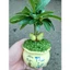 Cây May Mắn - chậu cây cảnh mini để bàn