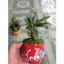 Cây May Mắn - chậu cây cảnh mini để bàn
