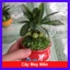 Cây May Mắn - chậu cây cảnh mini để bàn