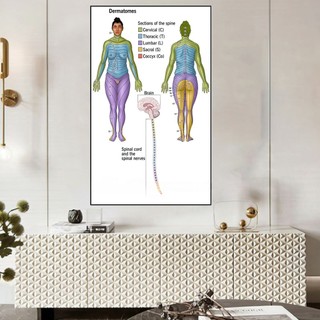 [Tranh Y Khoa] Tranh Tráng Gương Bo Viền Cao Cấp - Tranh Hệ Thần Kinh