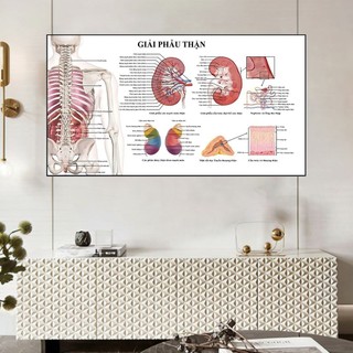 [Tranh Y Khoa] Tranh Tráng Gương Bo Viền Cao Cấp - Tranh Giải Phẫu Thận