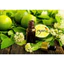 TINH DẦU VỎ CHANH XANH (LIME) 50mL 100mL