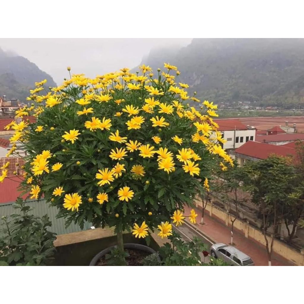 Hạt Giống Hoa Cúc Thân Gỗ Cực xinh, Lâu Năm