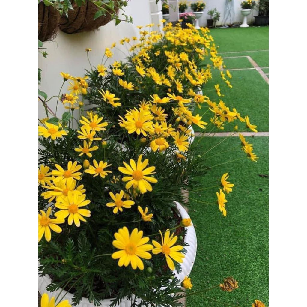 Hạt Giống Hoa Cúc Thân Gỗ Cực xinh, Lâu Năm