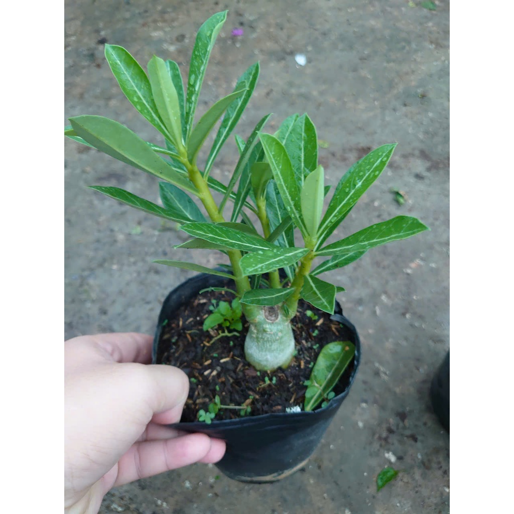 Cây hoa sứ thái - cây cảnh đẹp
