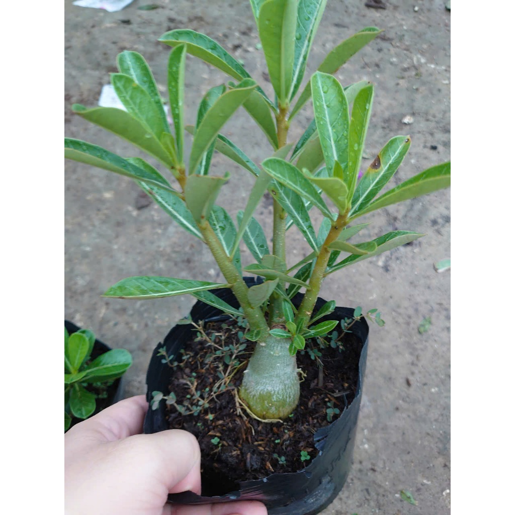 Cây hoa sứ thái - cây cảnh đẹp