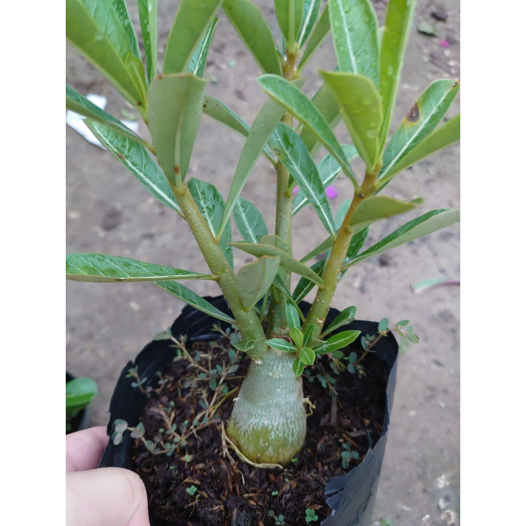 Cây hoa sứ thái - cây cảnh đẹp