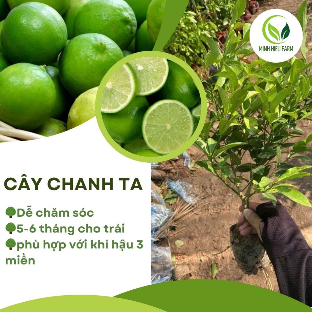 Cây giống Chanh Ta/Chanh chùm, cho quả sau 3 tháng trồng, lá thơm quả ...