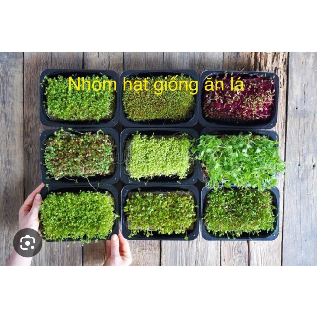Nhóm hạt giống rau ăn lá dễ trồng và phổ biến nhất | Shopee Việt Nam