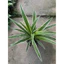 Cỏ Lan Chi (Cây Dây Nhện) Cao 20-25cm