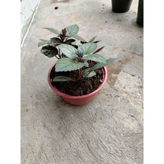 Chậu cây Ô Long