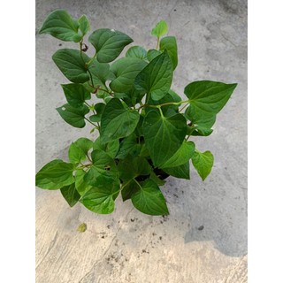 Chậu cây Rau Diếp Cá xanh tốt
