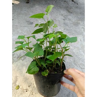 Chậu cây Rau Diếp Cá xanh tốt