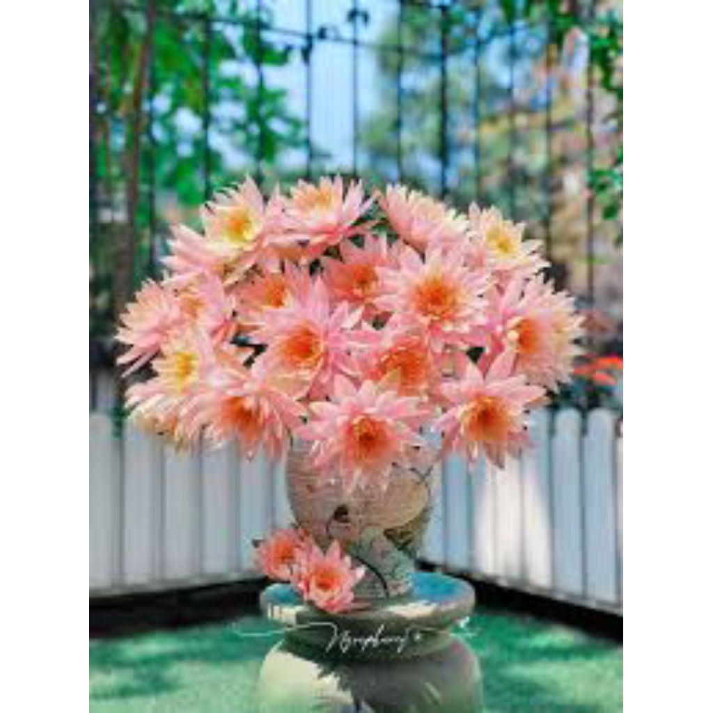 giống hoa súng cà rốt cao20_30 cm trồng thủy sinh | Shopee Việt Nam