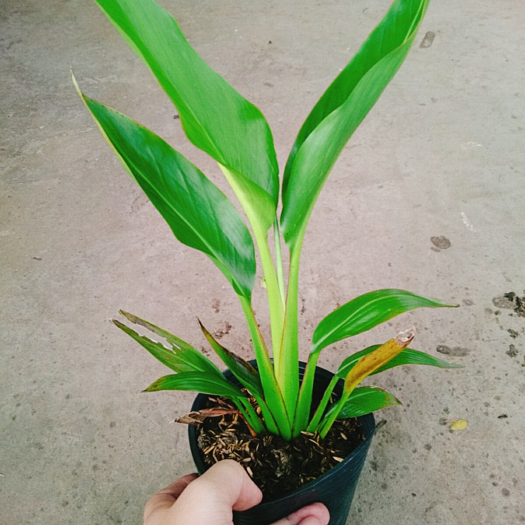 Cây chuối rẻ quạt, chậu cây cao 40-60cm lá xanh mướt sức sống cực mãnh liệt, dễ chăm sóc