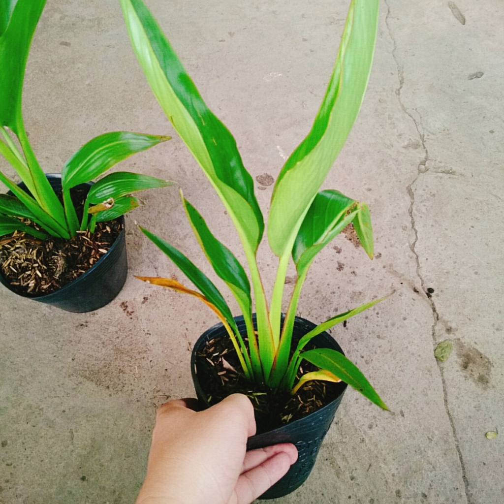 Cây chuối rẻ quạt, chậu cây cao 40-60cm lá xanh mướt sức sống cực mãnh liệt, dễ chăm sóc