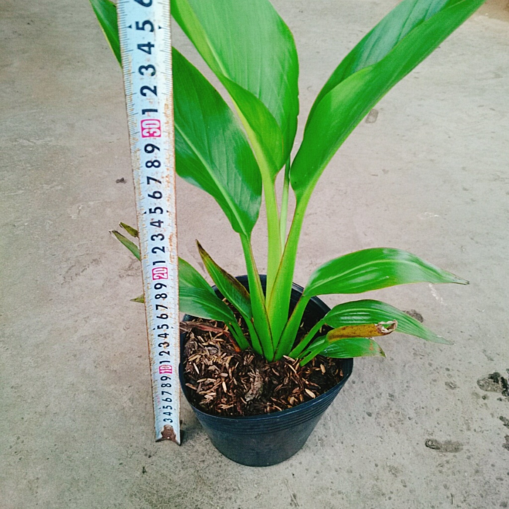 Cây chuối rẻ quạt, chậu cây cao 40-60cm lá xanh mướt sức sống cực mãnh liệt, dễ chăm sóc
