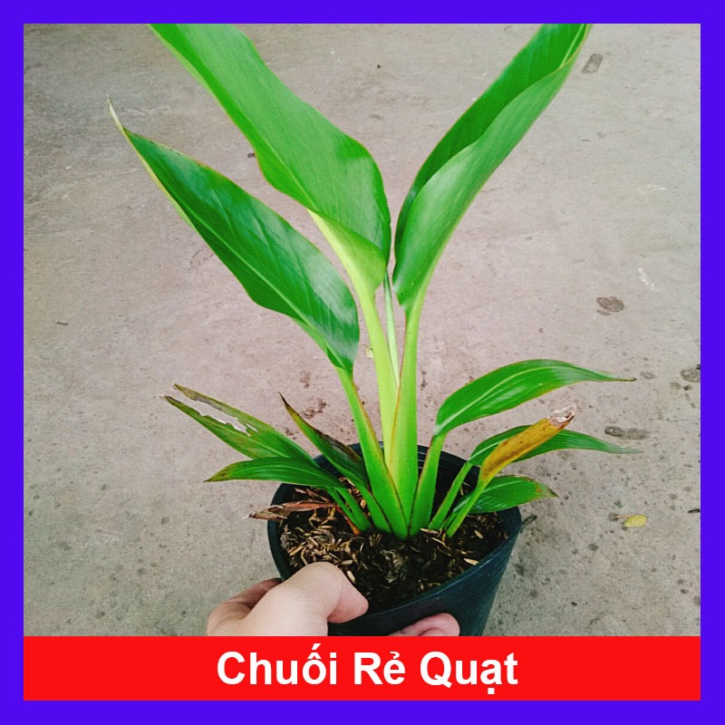 Cây chuối rẻ quạt, chậu cây cao 40-60cm lá xanh mướt sức sống cực mãnh liệt, dễ chăm sóc