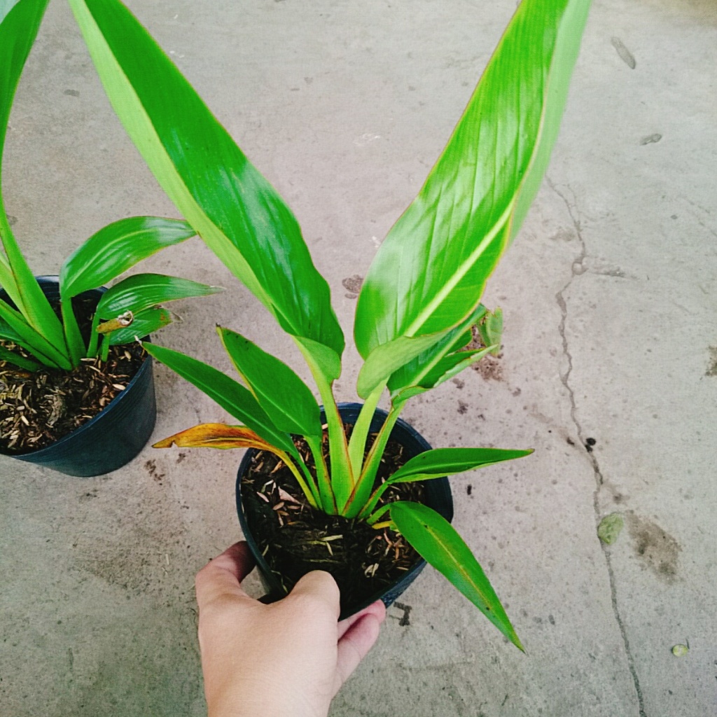 Cây chuối rẻ quạt, chậu cây cao 40-60cm lá xanh mướt sức sống cực mãnh liệt, dễ chăm sóc