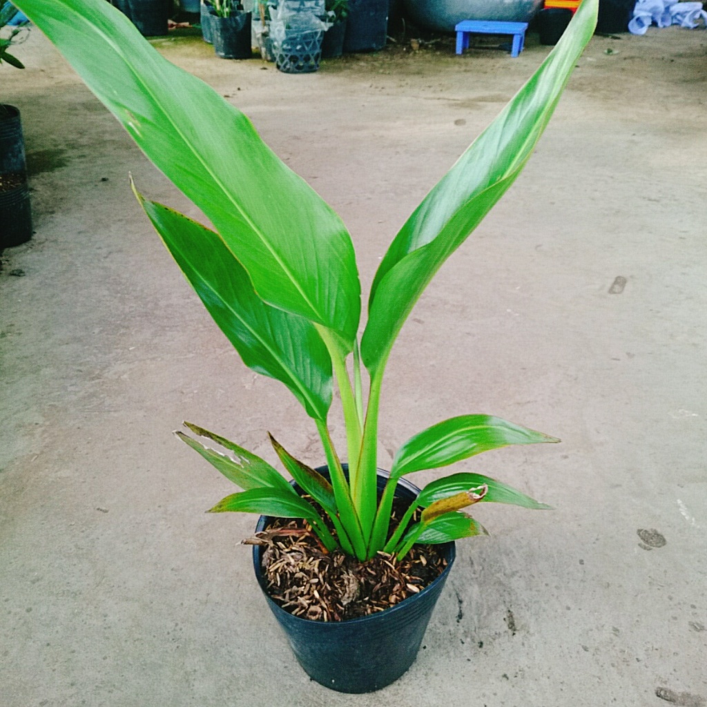Cây chuối rẻ quạt, chậu cây cao 40-60cm lá xanh mướt sức sống cực mãnh liệt, dễ chăm sóc