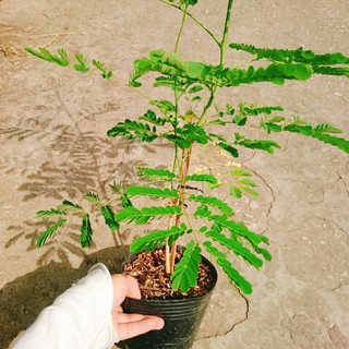 Cây điệp cúng (chậu cây cao lớn 60-120cm) cây cảnh sân vườn