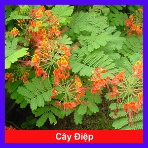 Cây điệp cúng (chậu cây cao lớn 60-120cm) cây cảnh sân vườn