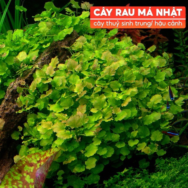 Rau má nhật - cây thuỷ sinh lá tròn đẹp, dễ trồng, bò nền hoặc trung ...