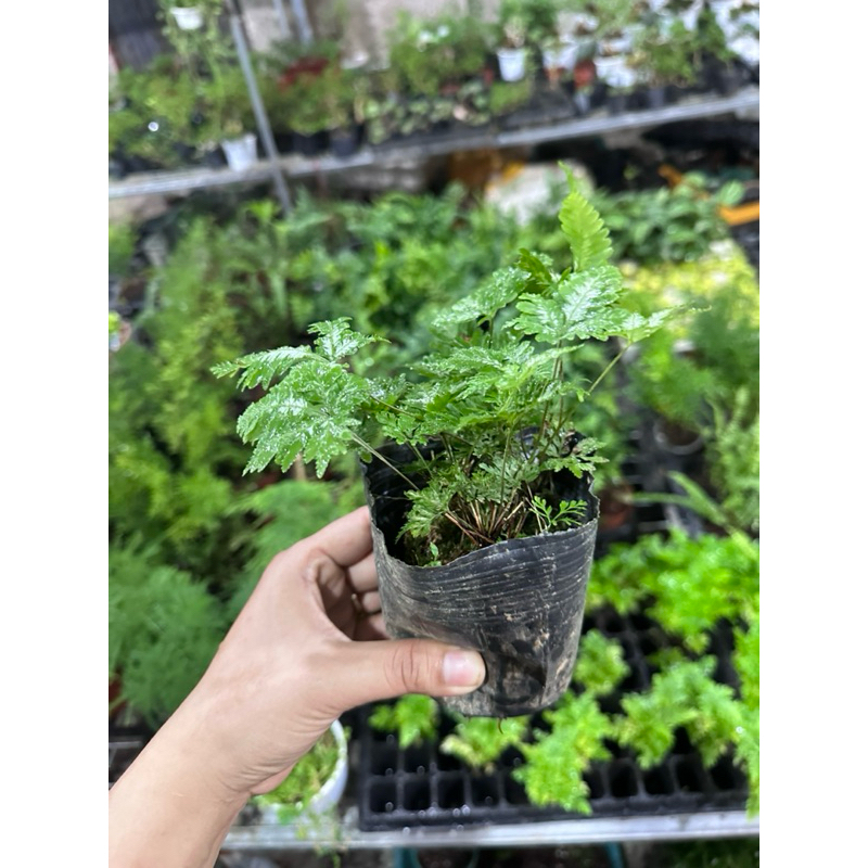 Dương xỉ Var