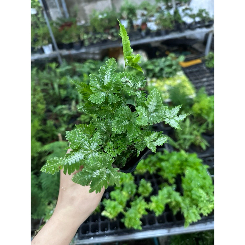 Dương xỉ Var