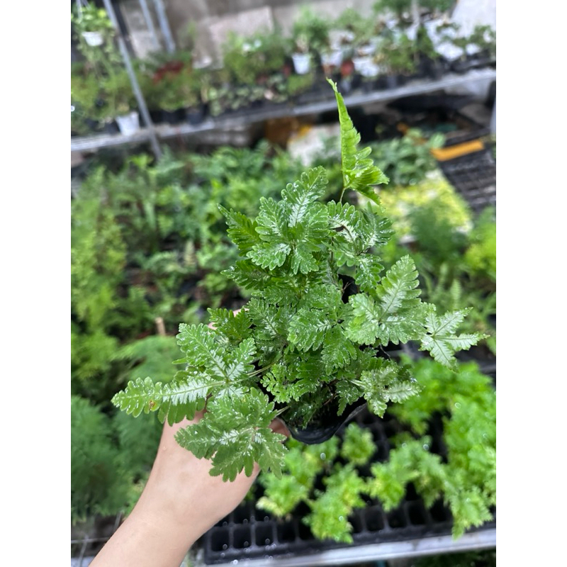 Dương xỉ Var