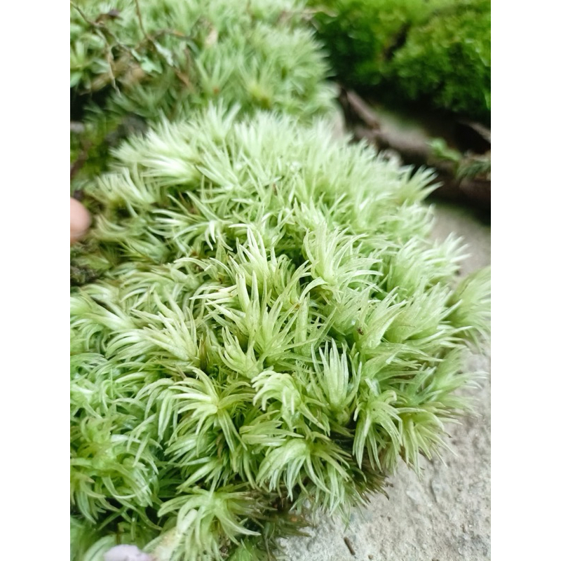 rêu cusion / cỏ mây dành cho bể bán cạn,terrarium