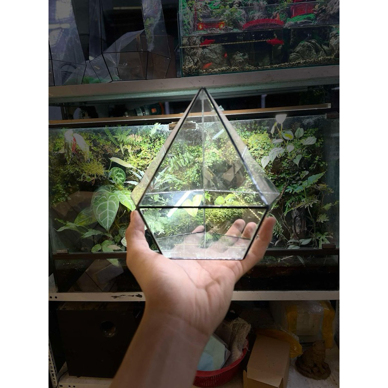 bể terrarium kim cương