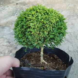 Cây Nguyệt Quế Nhật (cây bonsai 1 cốt dáng tree) chậu cây cảnh hoa thơm để bàn đặc sắc