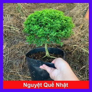 Cây Nguyệt Quế Nhật (cây bonsai 1 cốt dáng tree) chậu cây cảnh hoa thơm để bàn đặc sắc