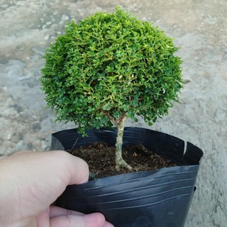 Cây Nguyệt Quế Nhật (cây bonsai 1 cốt dáng tree) chậu cây cảnh hoa thơm để bàn đặc sắc