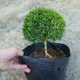 Cây Nguyệt Quế Nhật (cây bonsai 1 cốt dáng tree) chậu cây cảnh hoa thơm để bàn đặc sắc