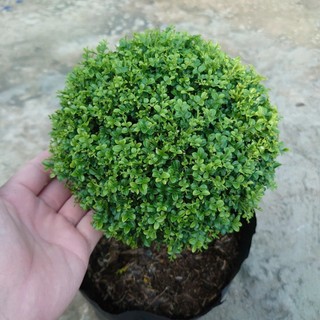 Cây Nguyệt Quế Nhật (cây bonsai 1 cốt dáng tree) chậu cây cảnh hoa thơm để bàn đặc sắc