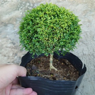 Cây Nguyệt Quế Nhật (cây bonsai 1 cốt dáng tree) chậu cây cảnh hoa thơm để bàn đặc sắc