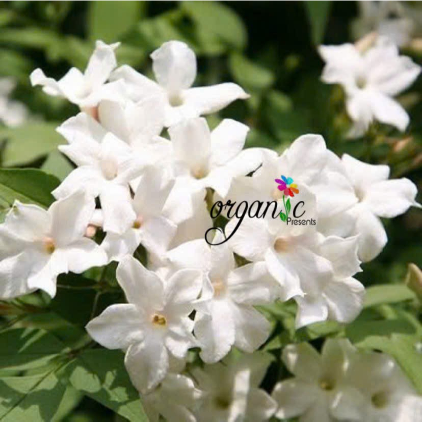 TINH DẦU HOA NHÀI ẤN ĐỘ (JASMINE)