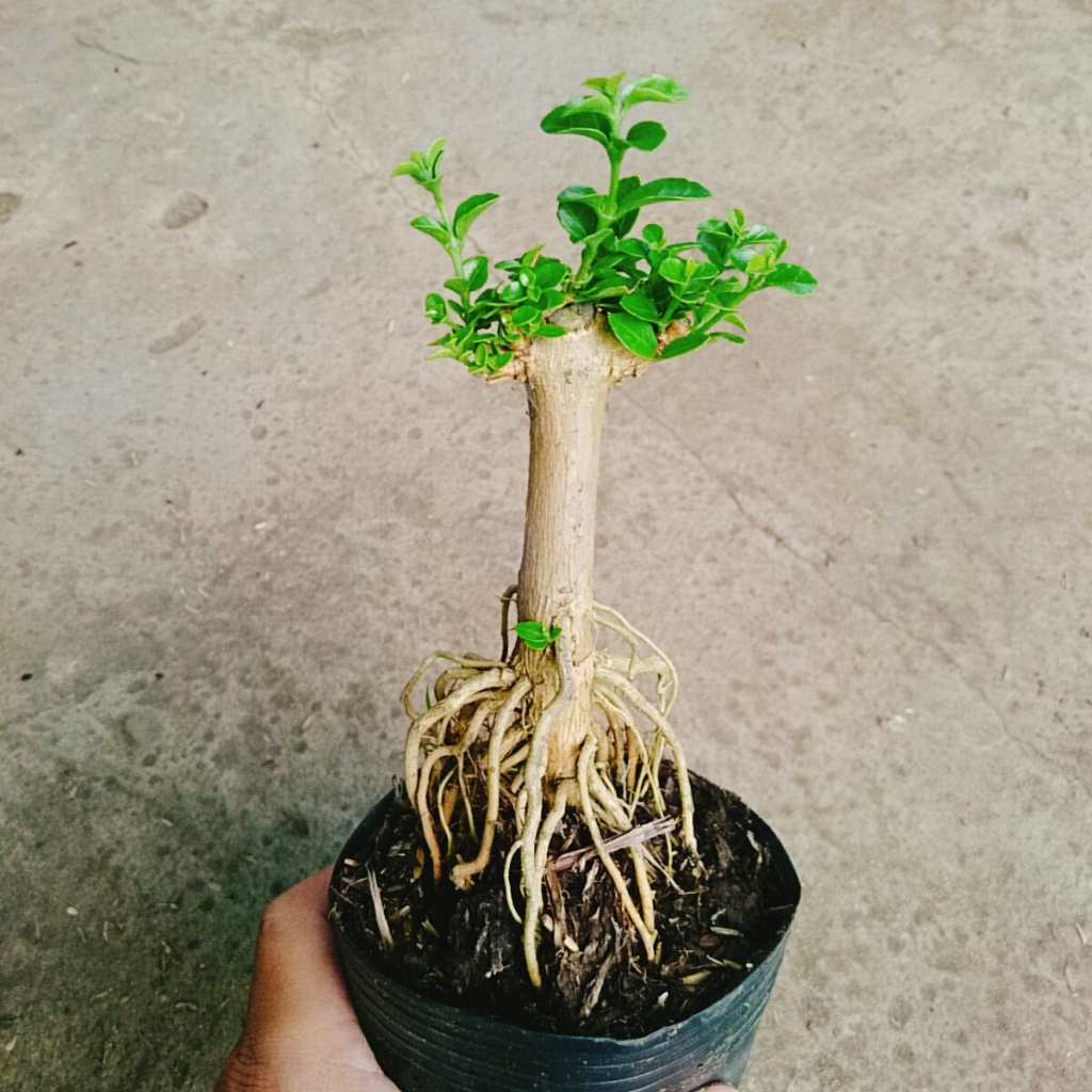 Cây Sam Hương - chậu cây cảnh mini bonsai để bàn