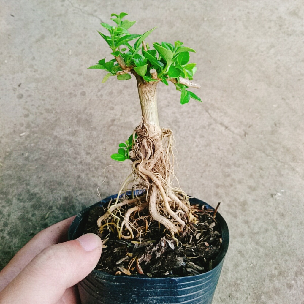 Cây Sam Hương - chậu cây cảnh mini bonsai để bàn